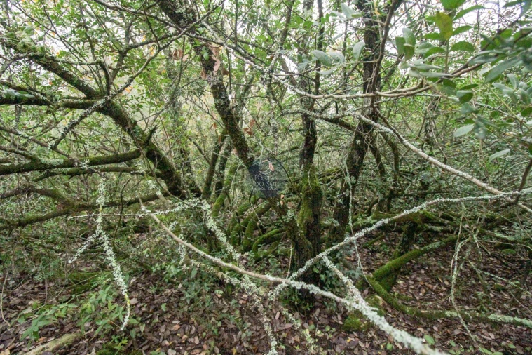 Terreno Agricola ou Rústico para Venda em Achete, Azoia de Baixo e Póvoa de Santarém Foto 7