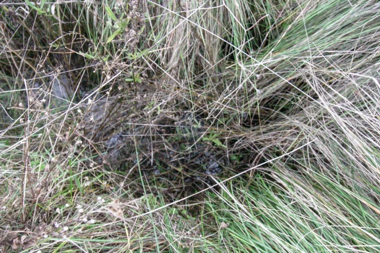 Terreno Agricola ou Rústico para Venda em Azoia de Cima e Tremês Foto 5