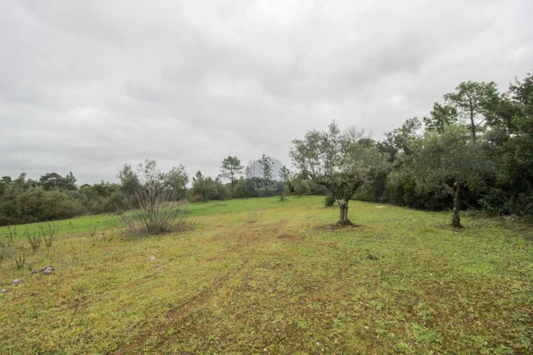 Terreno Agricola ou Rústico para Venda em Azoia de Cima e Tremês Foto 13