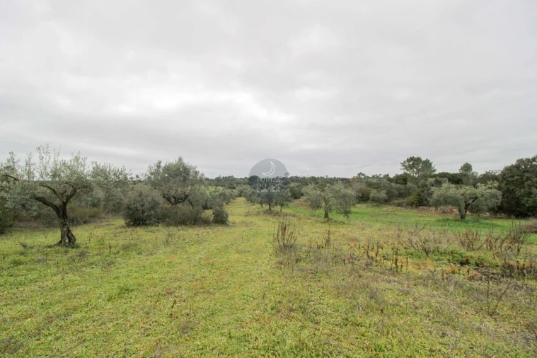 Terreno Agricola ou Rústico para Venda em Azoia de Cima e Tremês Foto 15