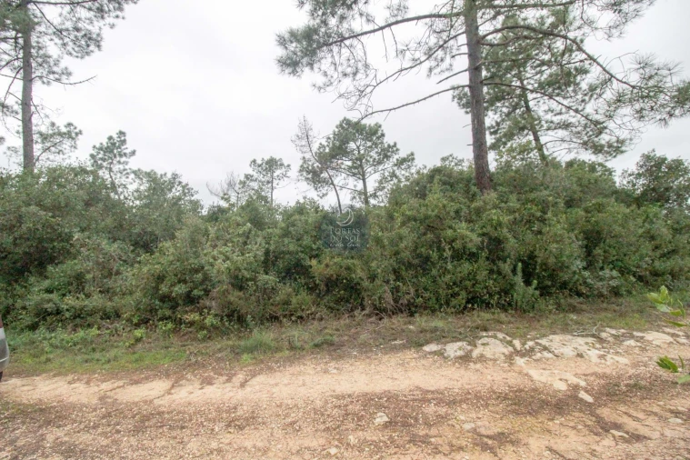 Terreno Agricola ou Rústico para Venda em Azoia de Cima e Tremês Foto 16