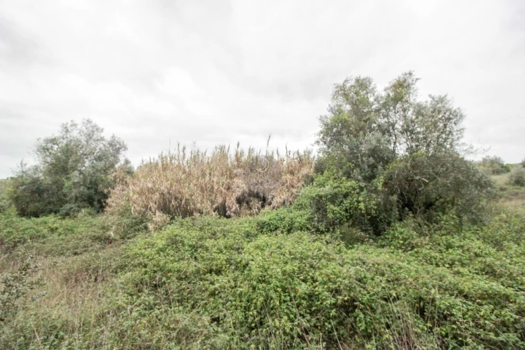 Terreno Agricola ou Rústico para Venda em Achete, Azoia de Baixo e Póvoa de Santarém Foto 2