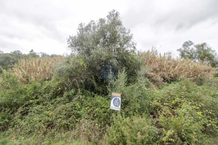 Terreno Agricola ou Rústico para Venda em Achete, Azoia de Baixo e Póvoa de Santarém Foto 1