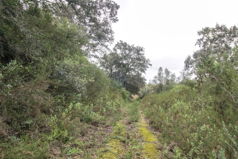 Terreno Agricola ou Rústico para Venda em Achete, Azoia de Baixo e Póvoa de Santarém Foto 4
