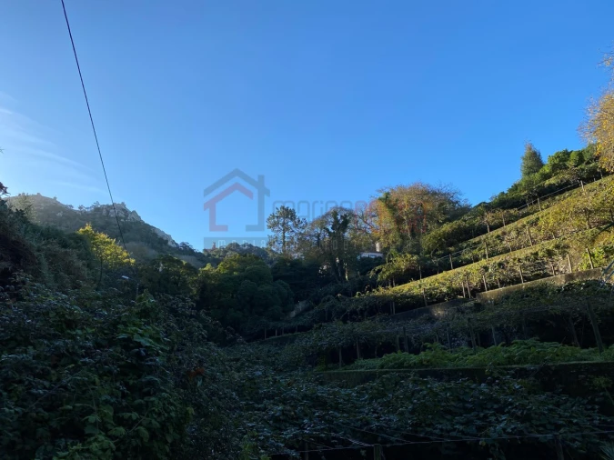 Negócio para Venda em Santa Maria e São Miguel, São Martinho, São Pedro Penaferrim Foto 11