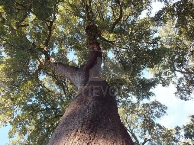 Negócio para Venda em Cortiçadas de Lavre e Lavre Foto 4