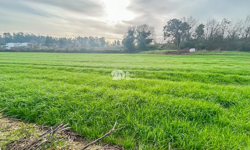 Terreno para Venda em Lemenhe, Mouquim e Jesufrei Foto 4