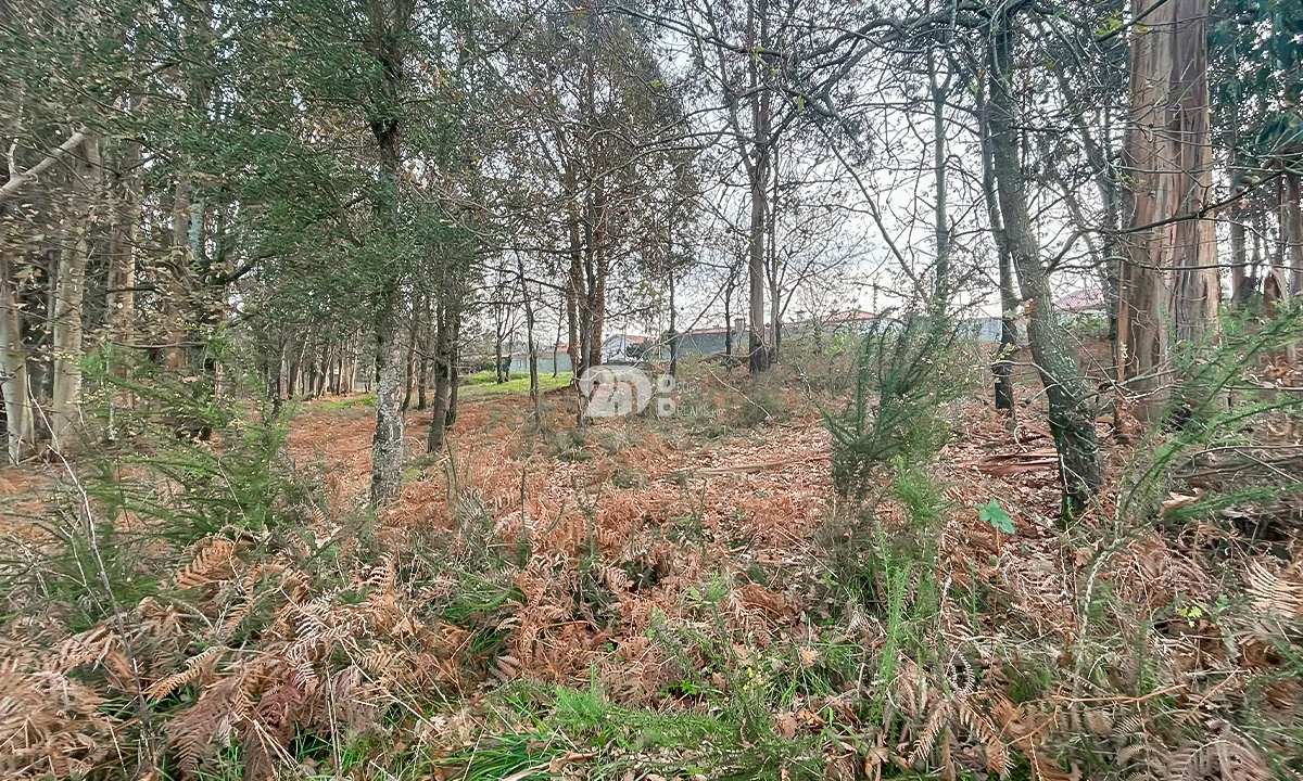 Terreno para Venda em Louro Foto 5