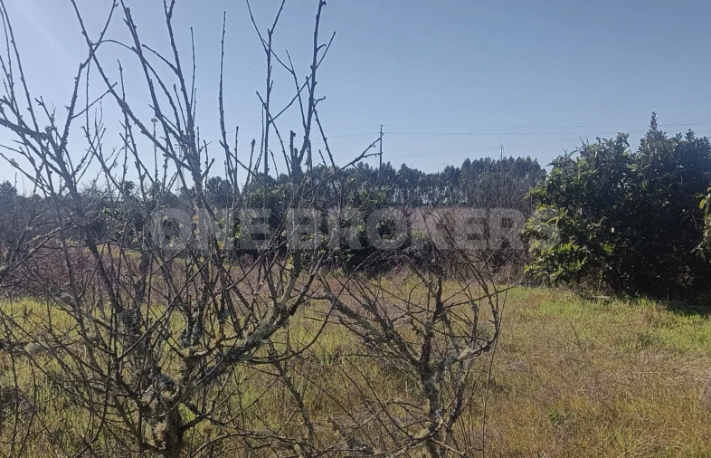 Terreno para Venda em Santo Estêvão Foto 11