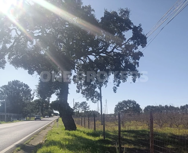 Terreno para Venda em Santo Estêvão Foto 2