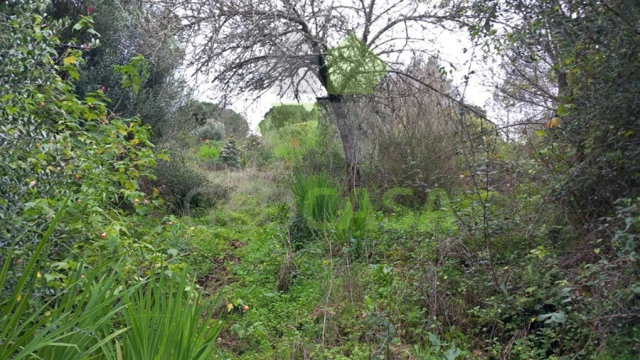 Terreno Agricola ou Rústico para Venda em Rio de Mouro Foto 13