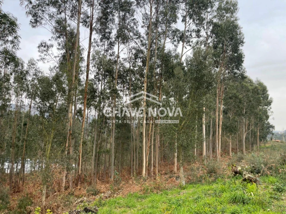 Terreno Agricola ou Rústico para Venda em Carregosa Foto 9