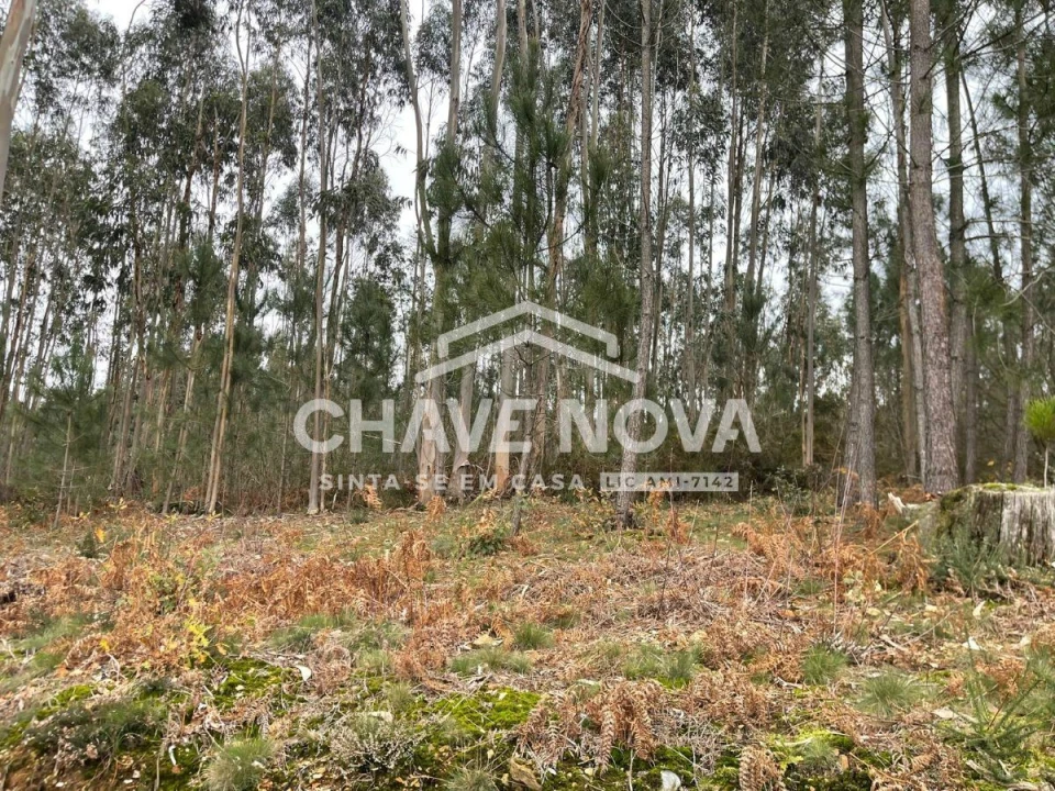 Terreno Agricola ou Rústico para Venda em São Roque Foto 11