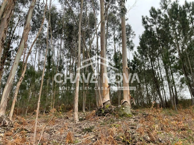 Terreno Agricola ou Rústico para Venda em São Roque Foto 12