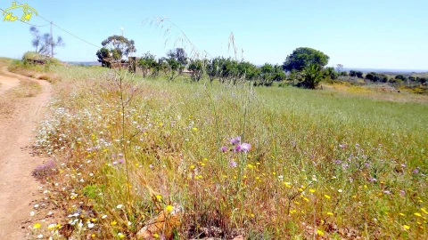 Terreno para Venda em Vila Nova de Cacela