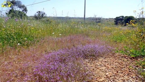 Terreno para Venda em Vila Nova de Cacela