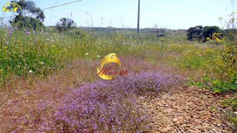 Terreno para Venda em Vila Nova de Cacela