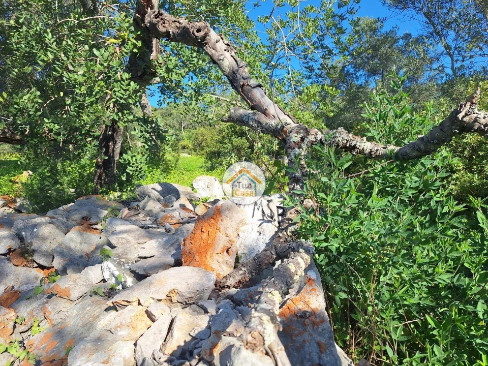 Terreno para Venda em São Brás de Alportel Foto 7