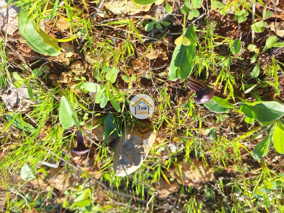 Terreno para Venda em São Brás de Alportel Foto 8