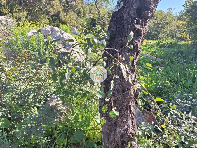 Terreno para Venda em São Brás de Alportel Foto 14
