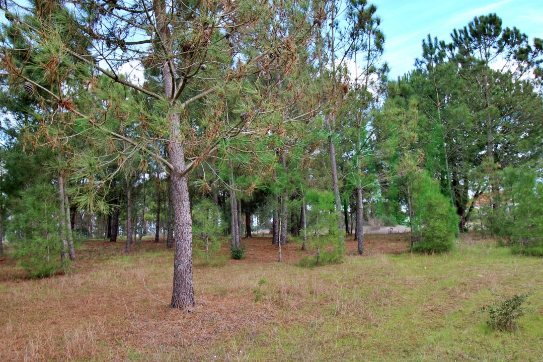 Moradia T4 para Venda em Benavente Foto 88