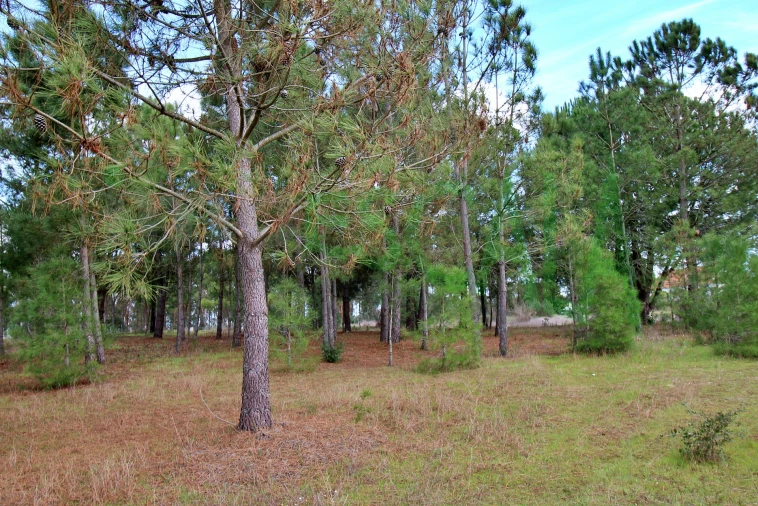 Moradia T4 para Venda em Benavente Foto 88