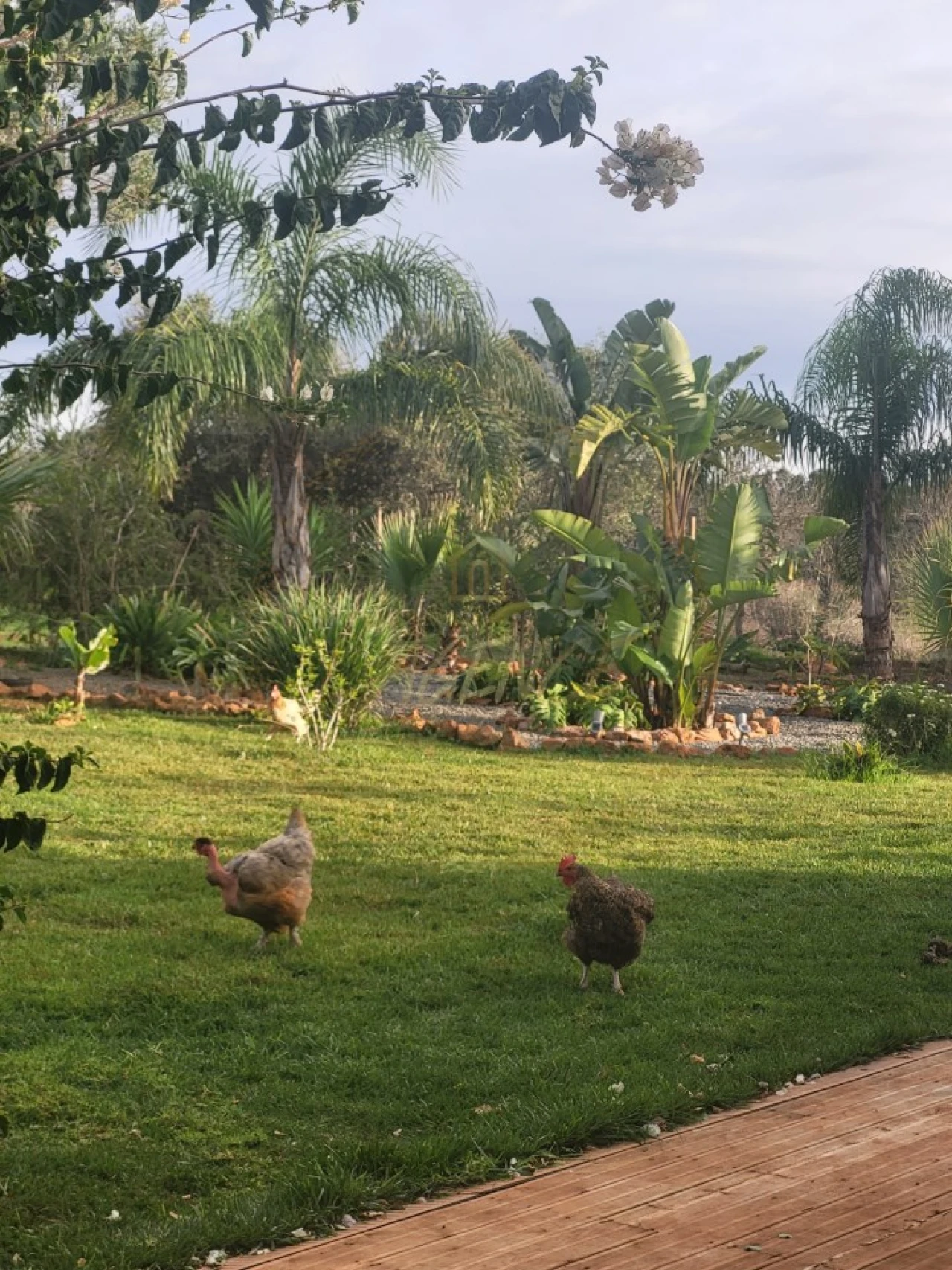 Terreno Agricola ou Rústico para Venda em Bensafrim e Barão de São João Foto 16