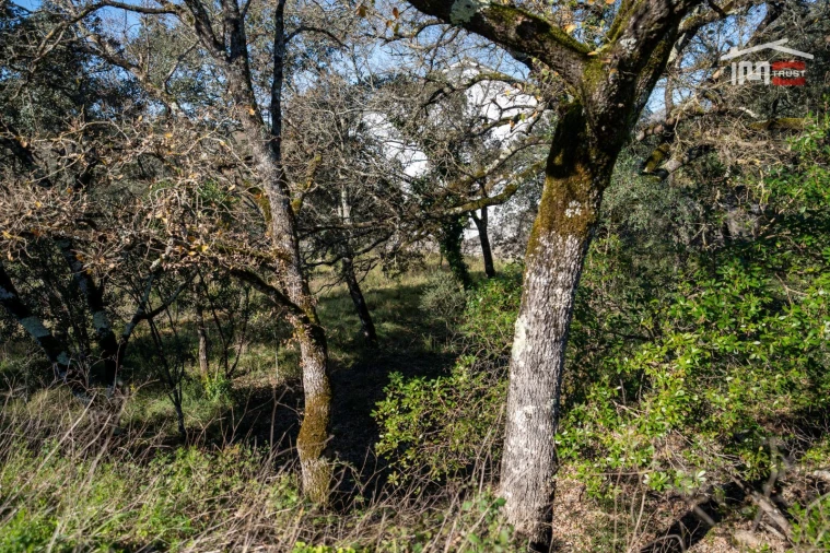 Terreno P/ Prédio para Venda em Fatima Foto 15