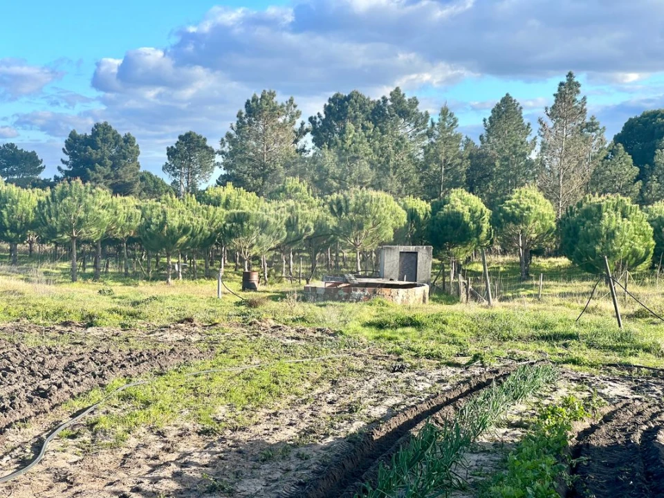 Terreno para Venda em Torrão Foto 5