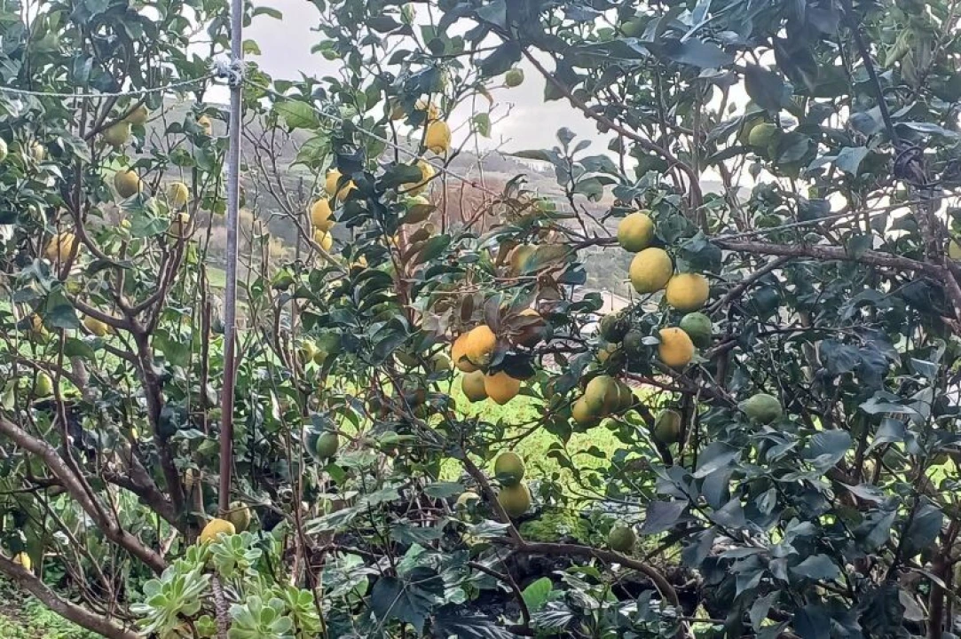 Moradia T5 para Venda em Rosais Foto 37