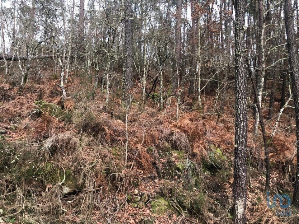 Terreno para Venda em Santa Cruz da Trapa e São Cristóvão de Lafões Foto 13