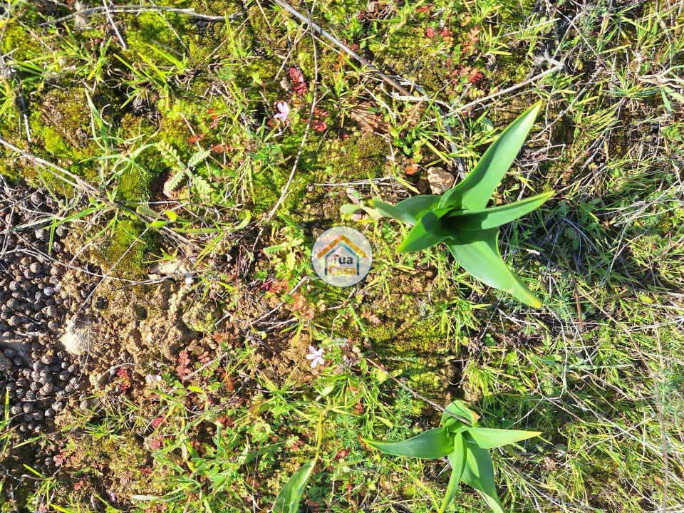 Terreno para Venda em Santa Catarina da Fonte do Bispo Foto 7