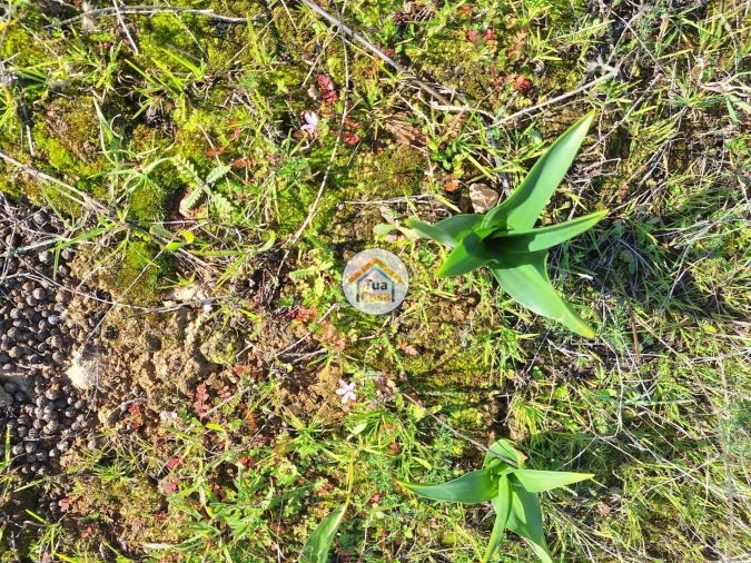 Terreno para Venda em Santa Catarina da Fonte do Bispo Foto 7