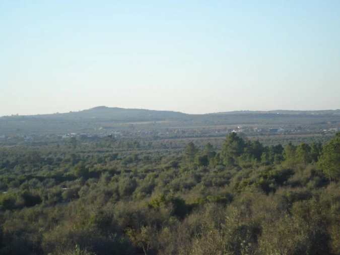 Terreno para Venda em Borba (Matriz) Foto 6