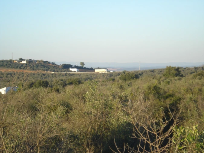 Terreno para Venda em Borba (Matriz) Foto 7