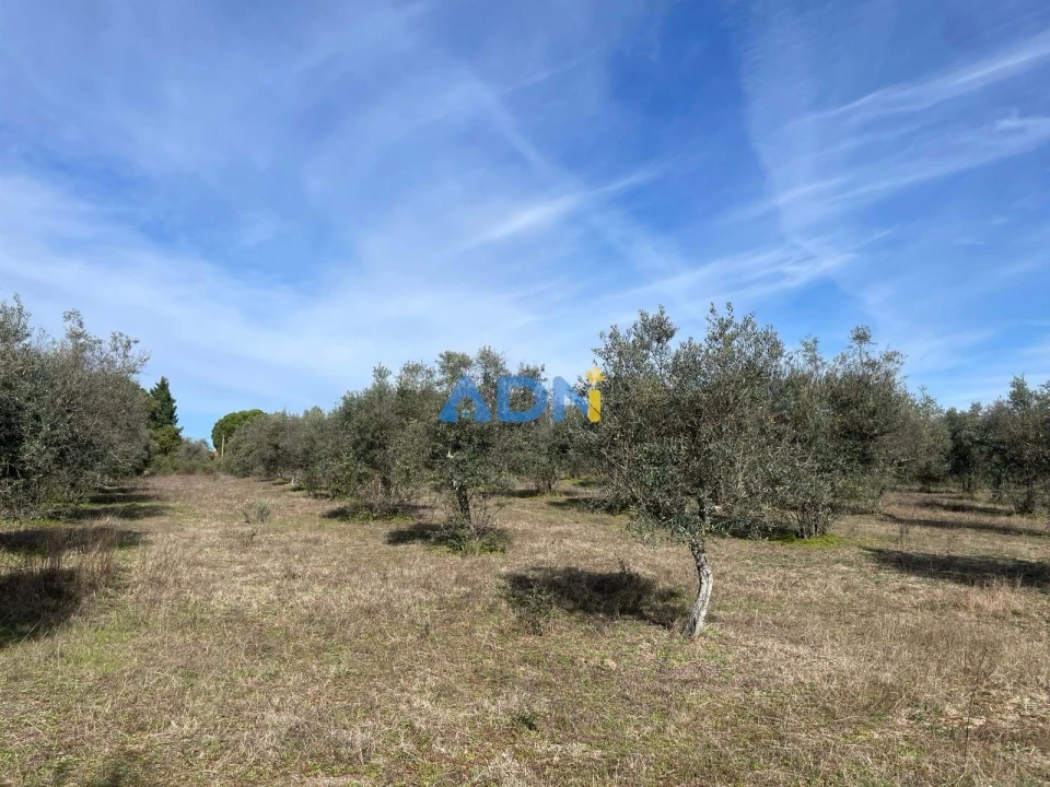 Terreno para Venda em Castelo Branco Foto 16