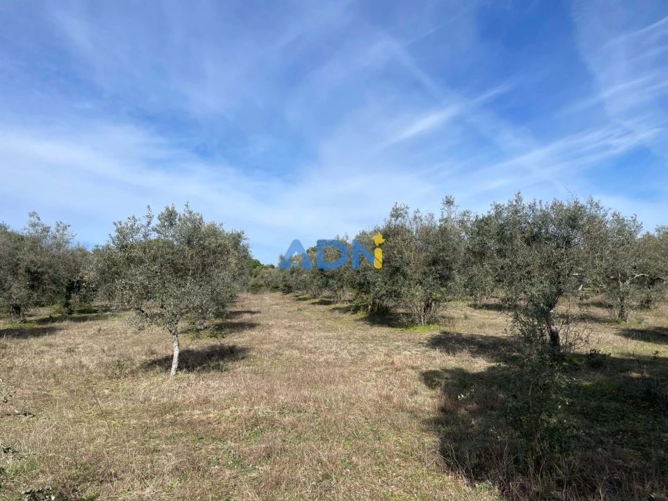 Terreno para Venda em Castelo Branco Foto 15