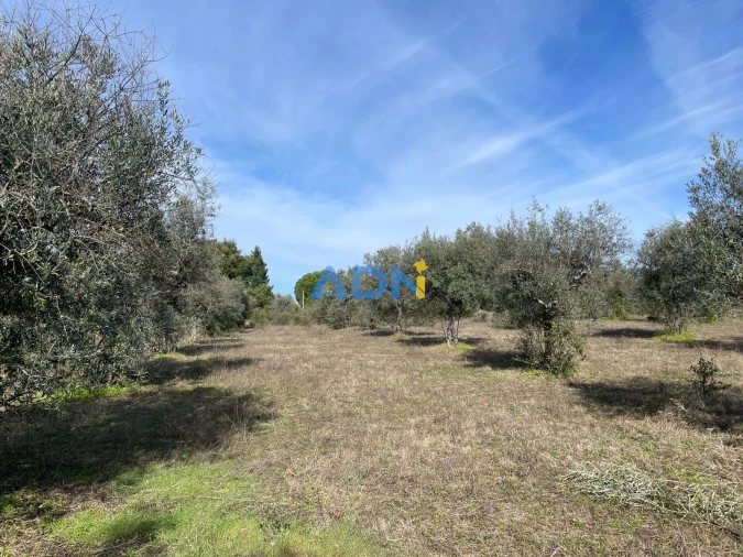 Terreno para Venda em Castelo Branco Foto 12