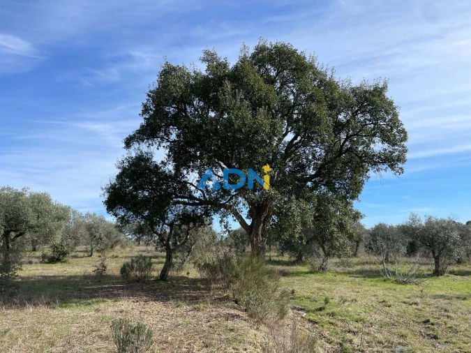 Terreno para Venda em Castelo Branco Foto 14