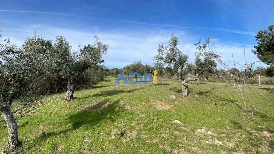 Terreno para Venda em Castelo Branco Foto 7