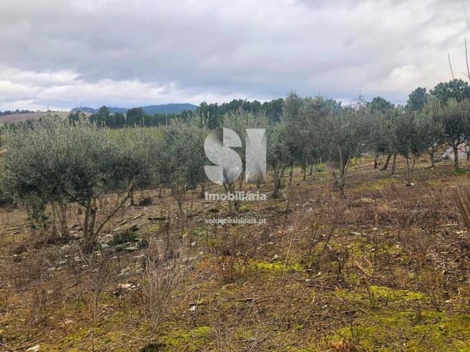 Quinta T5 para Venda em Alijo Foto 37