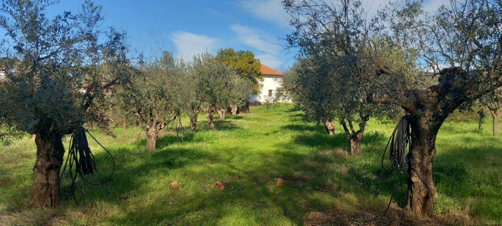 Moradia T2 para Venda em Alegrete Foto 25