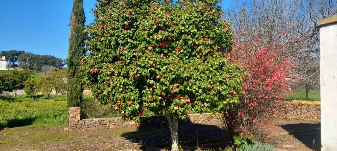 Moradia T2 para Venda em Alegrete Foto 85