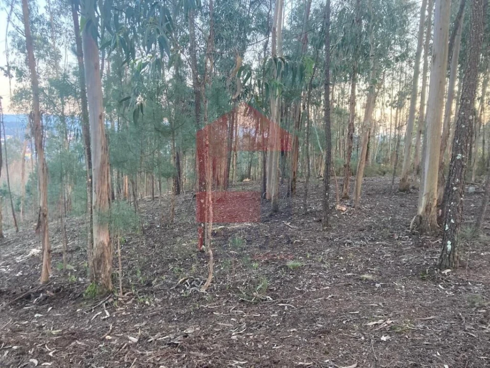 Terreno para Venda em Sabariz Foto 20