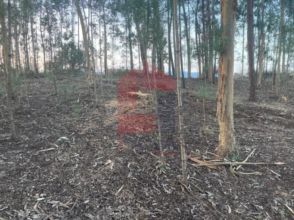 Terreno para Venda em Sabariz Foto 6