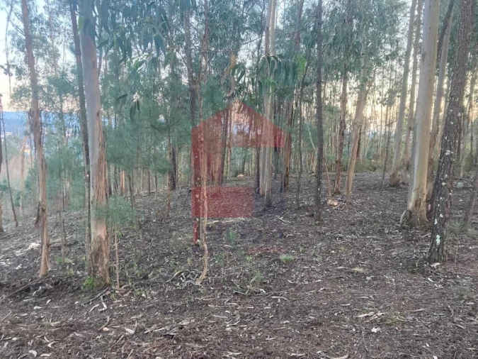 Terreno para Venda em Sabariz Foto 20
