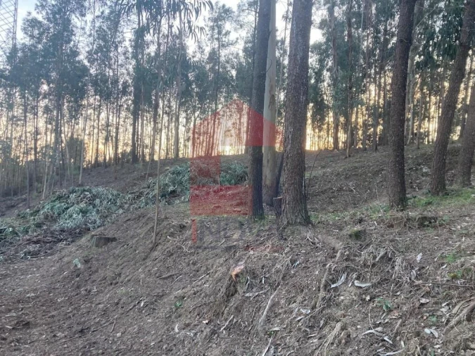 Terreno para Venda em Sabariz Foto 14