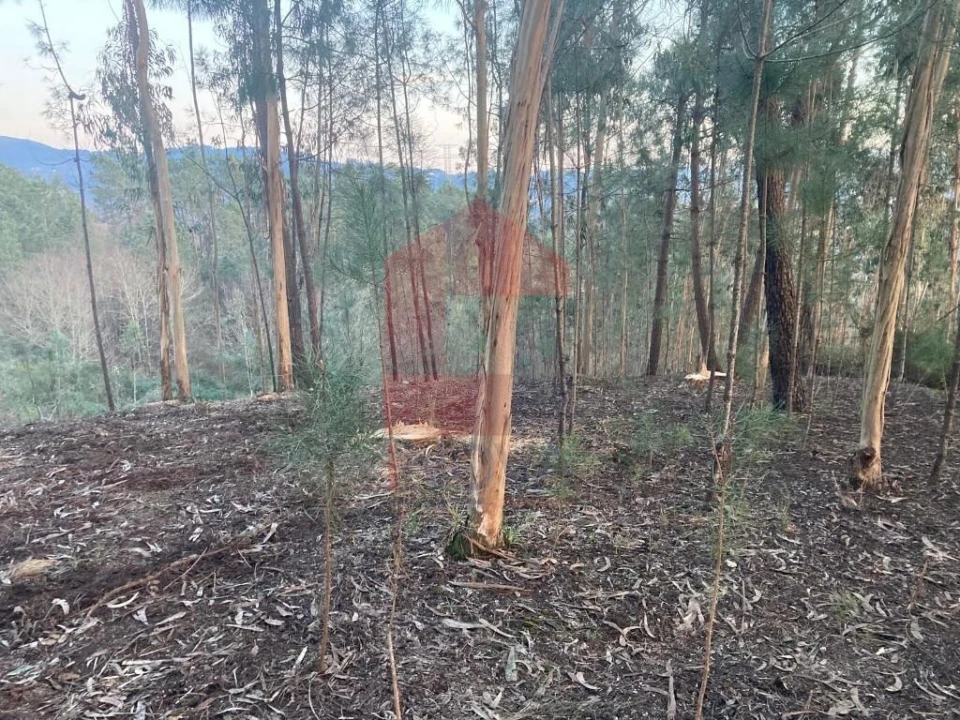 Terreno para Venda em Sabariz Foto 3