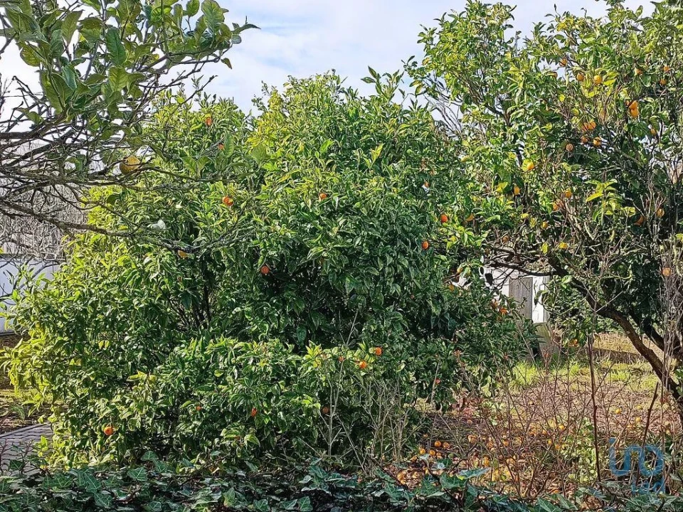 Moradia T3 para Venda em Miragaia e Marteleira Foto 6