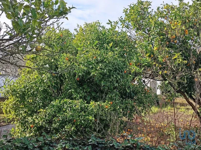 Moradia T3 para Venda em Miragaia e Marteleira Foto 6